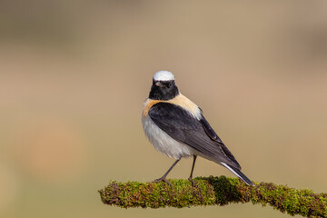Black-eared Wheatear Perched on Rock &ndash; Wildlife Bird Photography