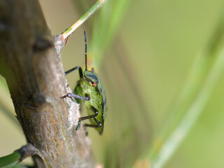 Green shield bug on a stick