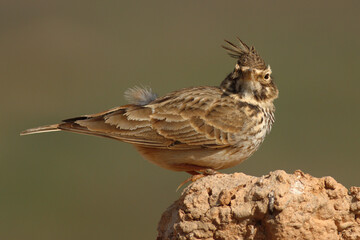 Crested Lark on Ground &ndash; Detailed Wildlife Bird Photography
