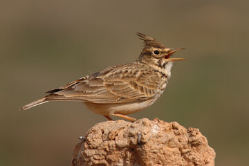 Crested Lark on Ground &ndash; Detailed Wildlife Bird Photography