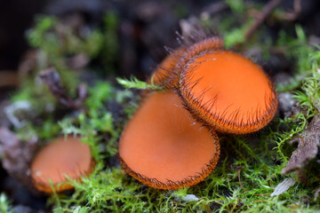 red mushrooms