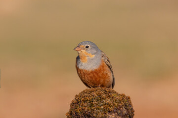 Eurasian Golden Oriole Perched in Tree – Colorful Wildlife Bird Photography