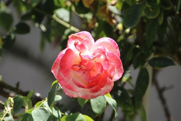 planta flor rosa – Rosa spp.