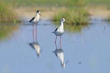 Black-winged Stilt Wading in Shallow Water – Elegant Wildlife Bird Photography