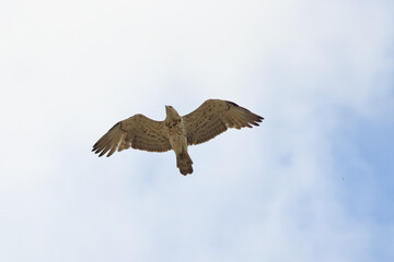 Short-toed Snake Eagle in Flight – Powerful Raptor Wildlife Photography