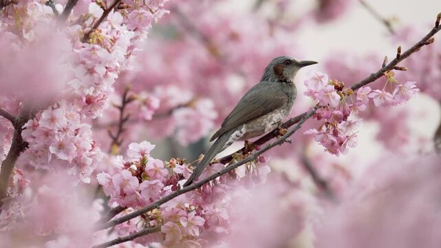 [Slow motion] Japanese brown-eared bulbul sucking nectar Kawazu cherry blossoms