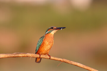 Common Kingfisher Perched by Water &ndash; Colorful Wildlife Bird Photography