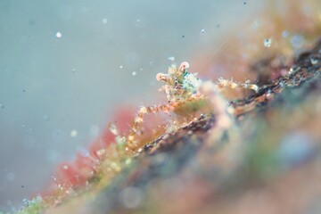 Fototapeta premium Squat Lobster in the Lembeh Strait, Sulawesi, Indonesia