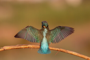 Common Kingfisher Perched by Water &ndash; Colorful Wildlife Bird Photography