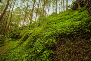 Lush green forest canopy with tall pine trees and dense undergrowth on a gentle slope