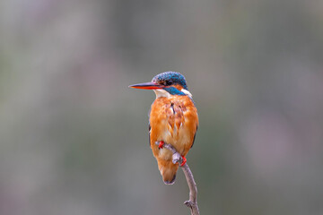 Common Kingfisher Perched by Water &ndash; Colorful Wildlife Bird Photography