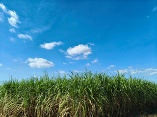 A bright blue sky and green sugarcane fields.
