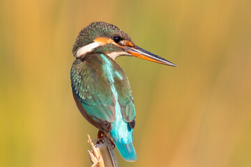 Common Kingfisher Perched by Water &ndash; Colorful Wildlife Bird Photography