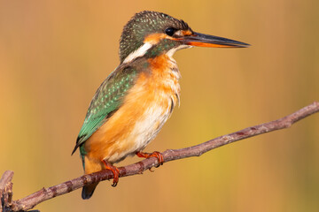 Common Kingfisher Perched by Water &ndash; Colorful Wildlife Bird Photography