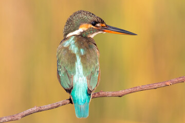 Common Kingfisher Perched by Water &ndash; Colorful Wildlife Bird Photography