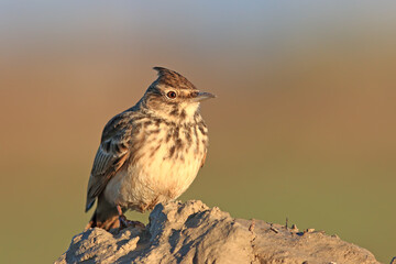 Crested Lark on Ground &ndash; Detailed Wildlife Bird Photography