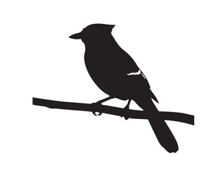 Blue Jay on branch in silhouette white background.
