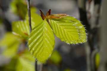 Beech Dawyck Gold leaves - Latin name - Fagus sylvatica Dawyck Gold
