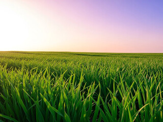 Obraz premium A serene green field with a beautiful sunset in the background with clear blue skies