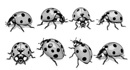 Fototapeta premium Eight illustrated ladybugs appear in a variety of poses across a clean white background showing different angles and movements with spotted domed bodies.