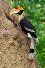 Portrait of a male great hornbill at the nest © kathy