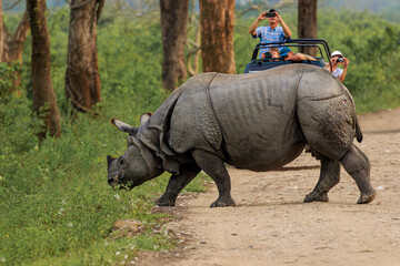 One Horned Rhino being photographed in the wild © kathy