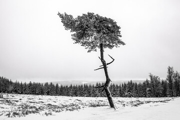 special tree in the snow