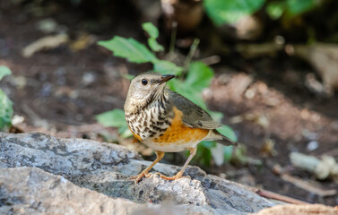 Fototapeta premium Grey-backed thrush It is a migratory bird escaping the cold weather and wandering into Thailand.