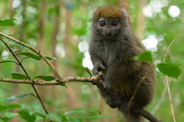 Naklejka premium gray bamboo lemur in madagascar