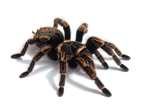 Striking close-up captures the impressive details of a large tarantula spider