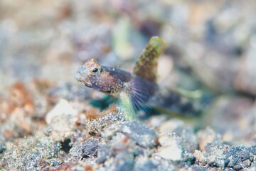 Metallic Shrimpgoby in the Lembeh Strait, Sulawesi, Indonesia