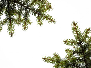 Pine tree branches isolated on white background