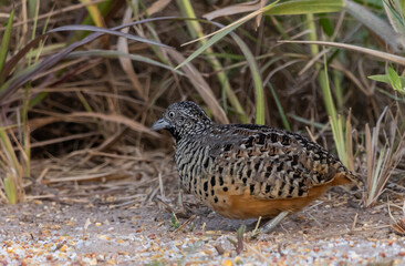 Barred Buttonquail It lives in grasslands, agricultural areas, forest margins, open fields with scattered shrubs. It is more common than the Lesser and Greater Quail.