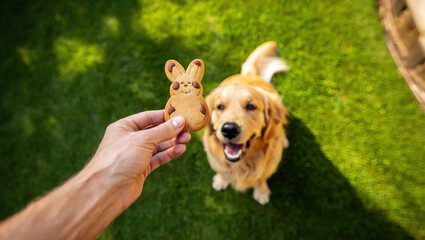 Closeup person hand sharing a bunny biscuit with golden retriever pup on a sunny backyard lawn. Easter homemade cookie for the men best friend. The dog sits obedient waiting attentively for the treat