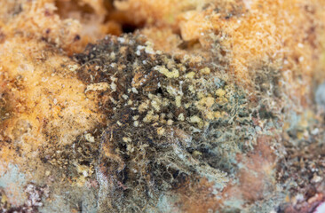 Moldy bread on white background