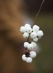 white berries of a plant - Symphoricarpos