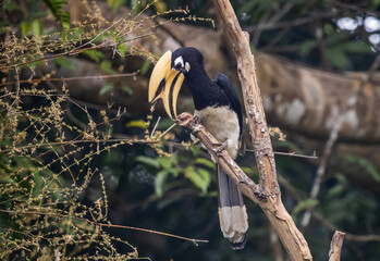 Oriental Pied Hornbill (Anthracoceros albirostris) perched on a branch. © photonewman