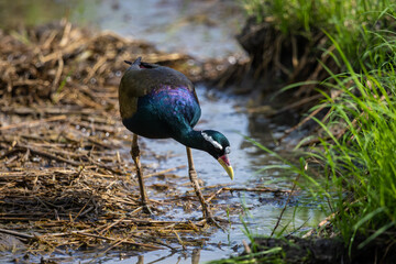 Bronze-winged Jacana on the ground.