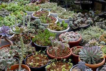 Collection of healthy decorative succulent inside greenhouse garden for limited space urban gardening design garden usage