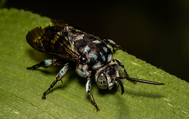 Cloak and Dagger bee Macro close up shot.