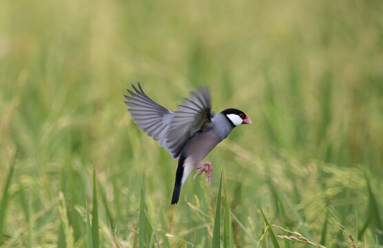 Java sparrow They live in rice fields and usually live in flocks. They were originally native to Java and Bali. 