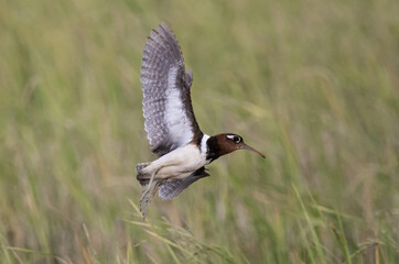 Greater painted-snipe It is a water bird in the order of shorebirds that has different characteristics from most birds. The females are more colorful than the males.