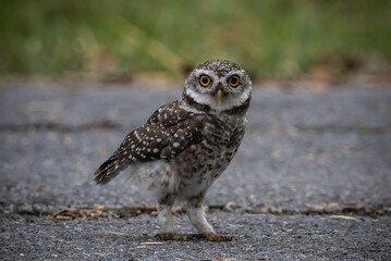 Obraz premium Spotted owlet (Athene brama) It is a type of bird of prey such as an owl. that can be found in Thailand