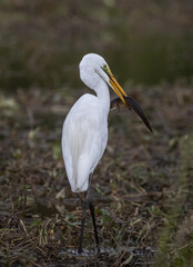 Fototapeta premium Great egret Standing in a rice field, catching snakehead fish to eat.