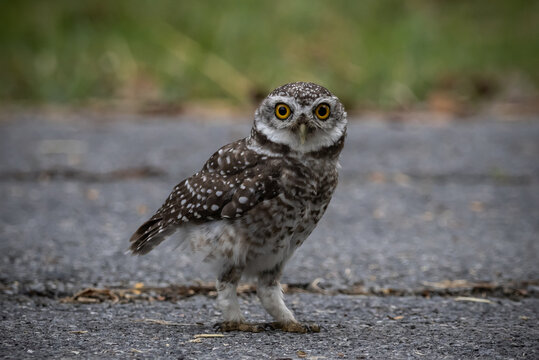 Spotted owlet (Athene brama) It is a type of bird of prey such as an owl. that can be found in Thailand