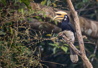 Oriental Pied Hornbill A small hornbill with black and white plumage.
