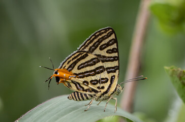 Spindasis syama terana (Club Silverline) on the green leaf macro shot.