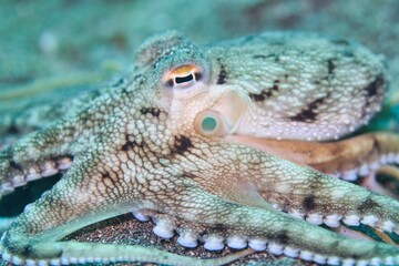 Coconut Octopus in the Lembeh Strait, Sulawesi, Indonesia