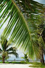 Fototapeta premium Coconut palm tree on blue sky background. Summer beach tropical sea and ocean paradise sunshine for vacations relaxation at Koh Phangan Island, Thailand