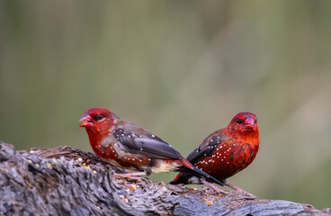 Red Avadavat ,Strawberry Finch Because it has a strawberry-like color during the breeding season.